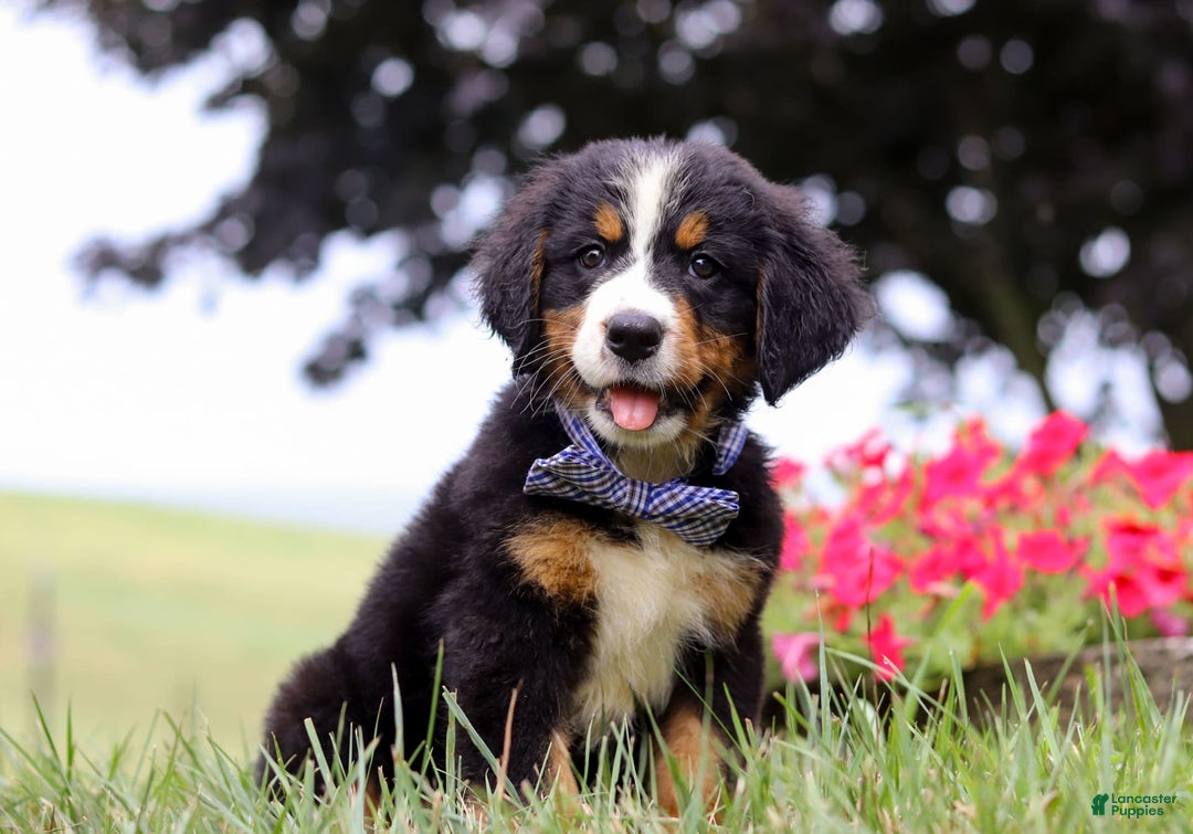Bernese Mountain Dog dogs for sale: Bernese Mountain Dog 6 puppies - Image 16