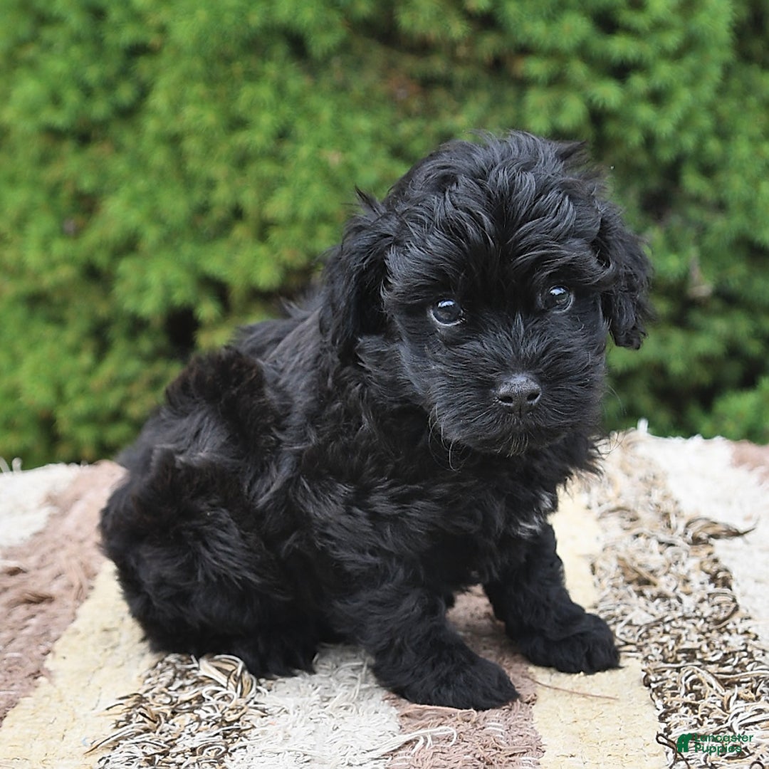Havapoo dogs for sale: Hawk - Image 10