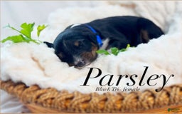 Australian Shepherd dogs for sale: Parsley - Image 2
