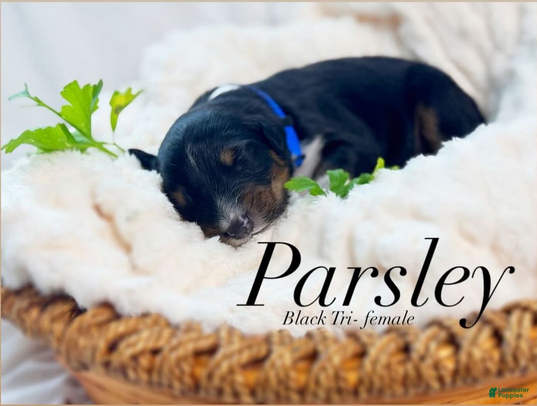 Australian Shepherd dogs for sale: Parsley - Image 2