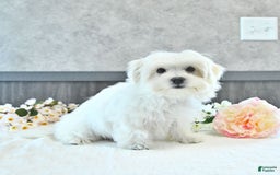 Maltese dogs for sale: Theo - Image 9