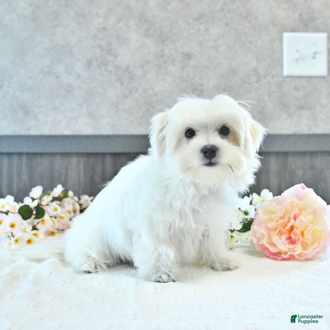 Maltese dogs for sale: Theo - Image 9