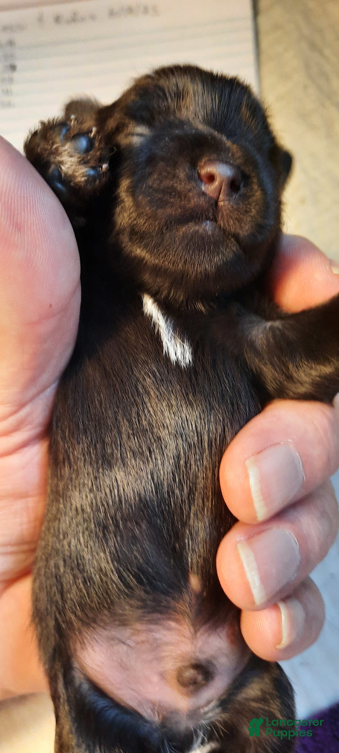 Miniature Schnauzer dogs for sale: Boy1 - Image 5
