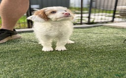 Cavapoo dogs for sale: Scooby - Image 2