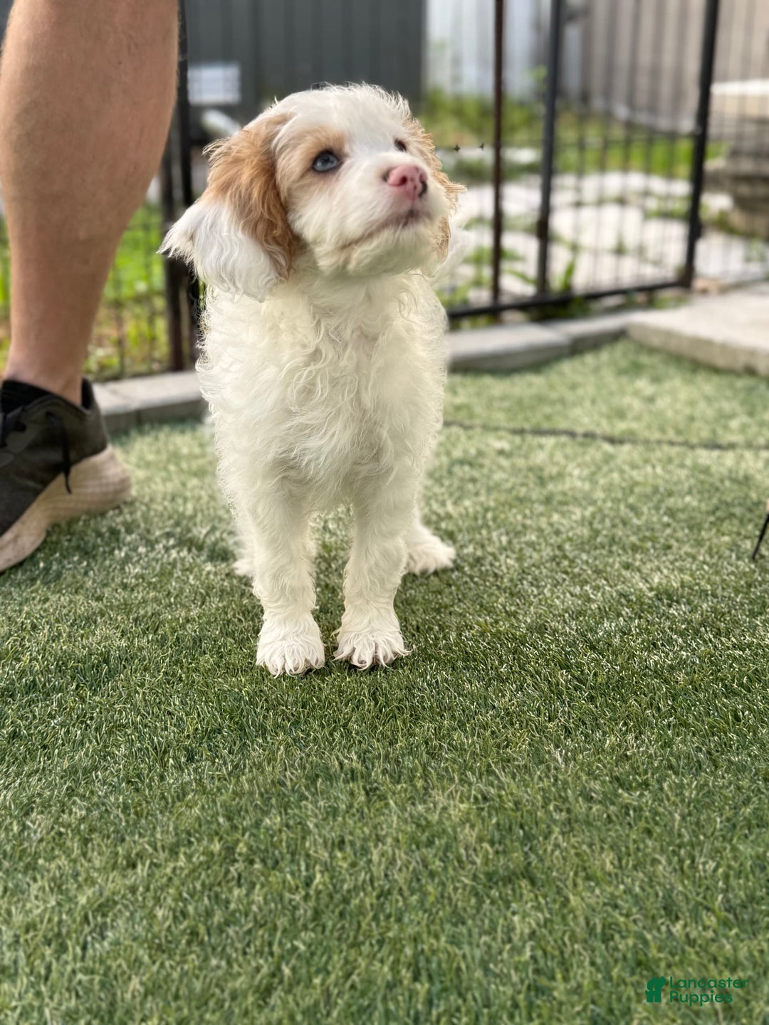 Cavapoo dogs for sale: Scooby - Image 2