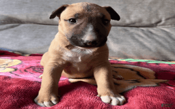 Bull Terrier dogs for sale: Skye - Image 3