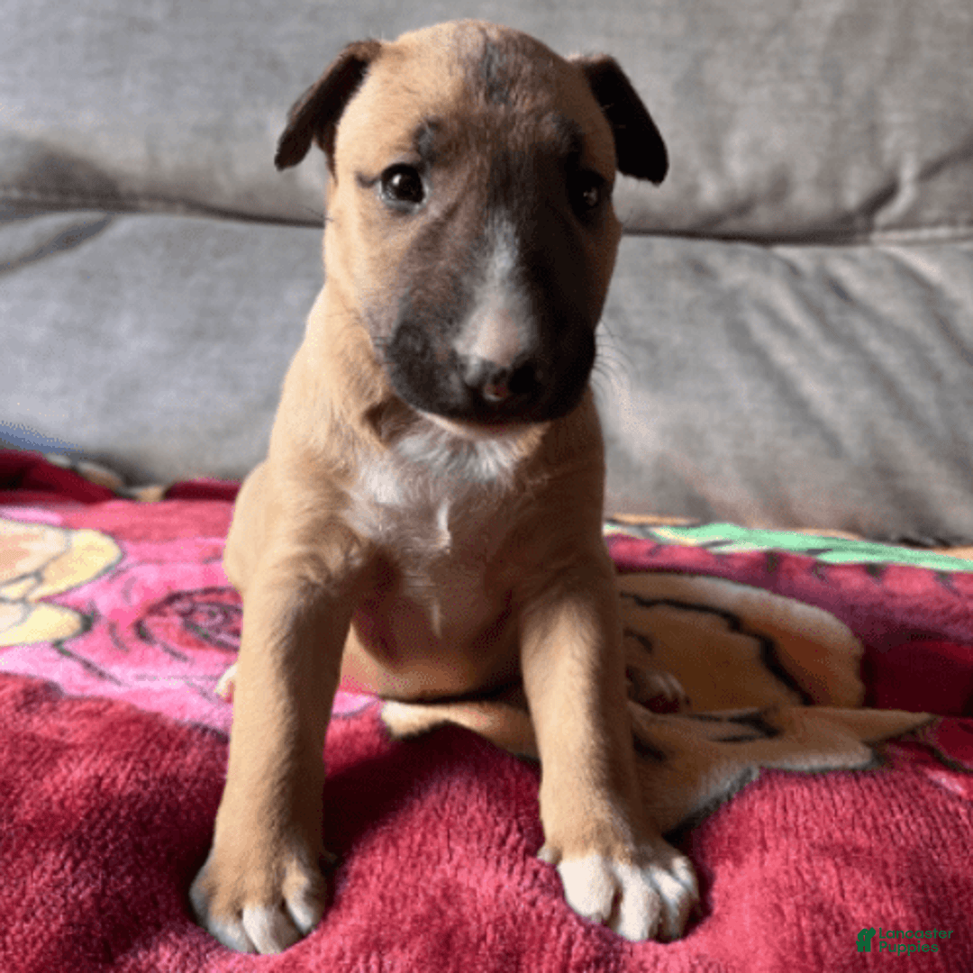Bull Terrier dogs for sale: Skye - Image 3