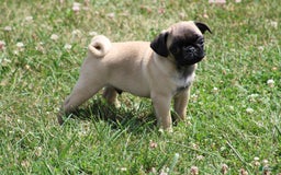 Pug dogs for sale: Pug 3 puppies - Image 14