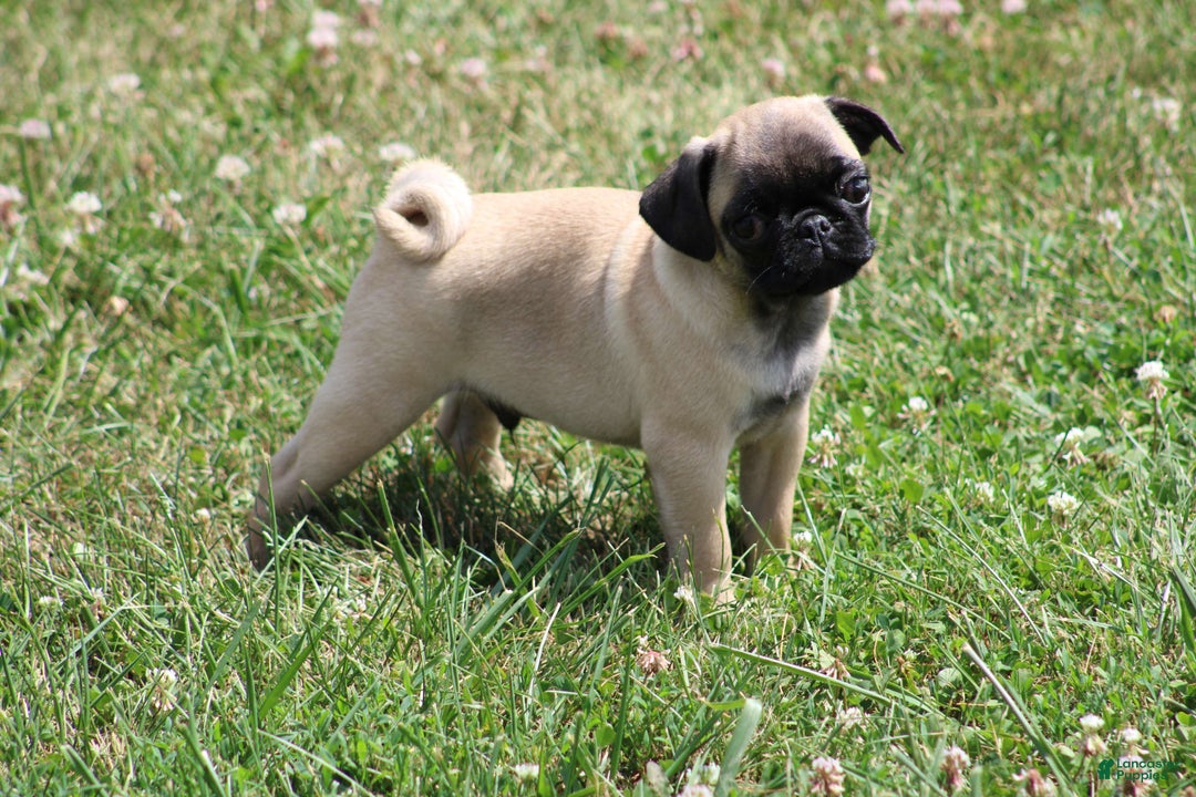 Pug dogs for sale: Pug 3 puppies - Image 14
