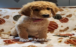Saint Berdoodles dogs for sale: Malfoy - Image 1