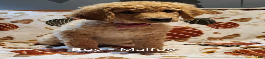 Malfoy