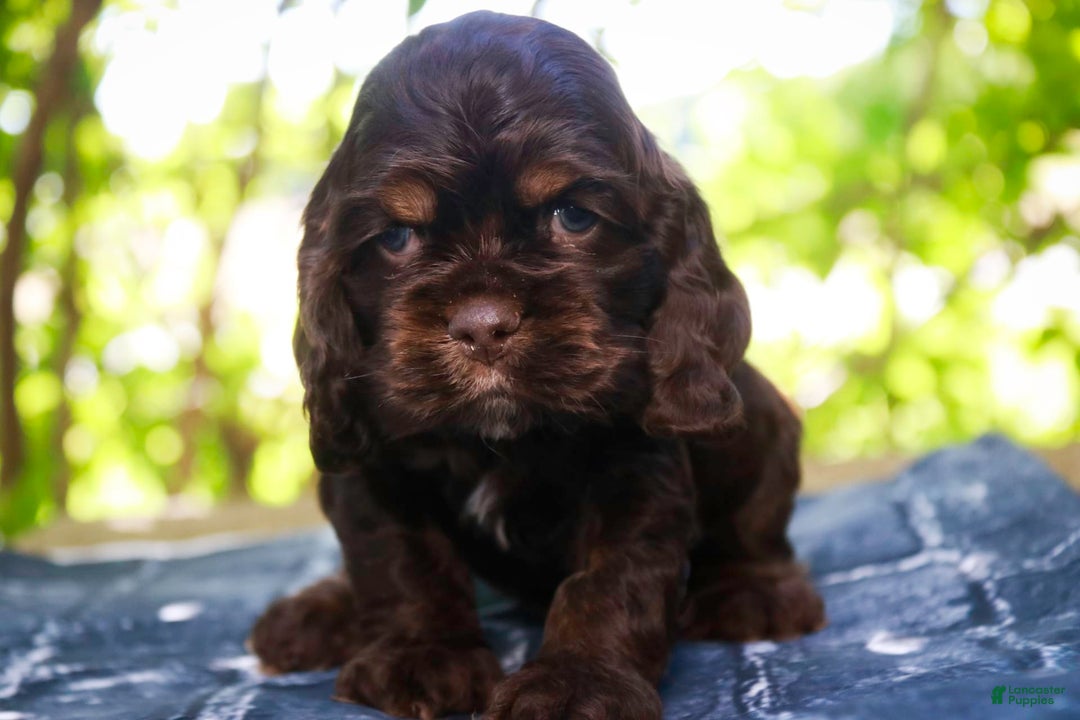 Cocker Spaniel dogs for sale: Dane - Image 13