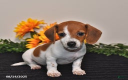 Miniature Dachshund dogs for sale: Belle - Image 3