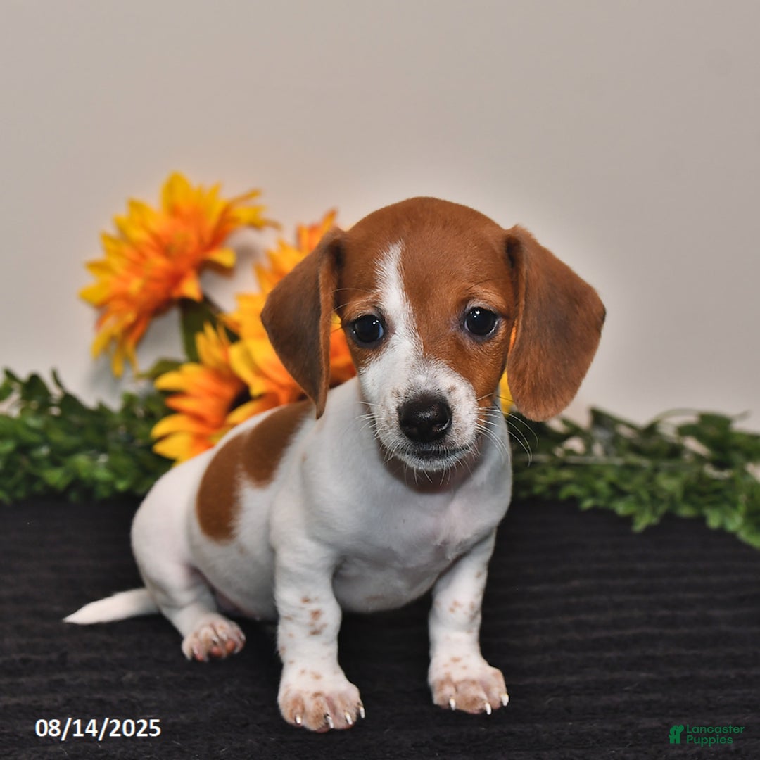 Miniature Dachshund dogs for sale: Belle - Image 3
