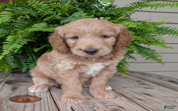 Goldendoodle dogs for sale: Lolly - Image 25