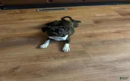 Boston Terrier dogs for sale: Winston - Image 5