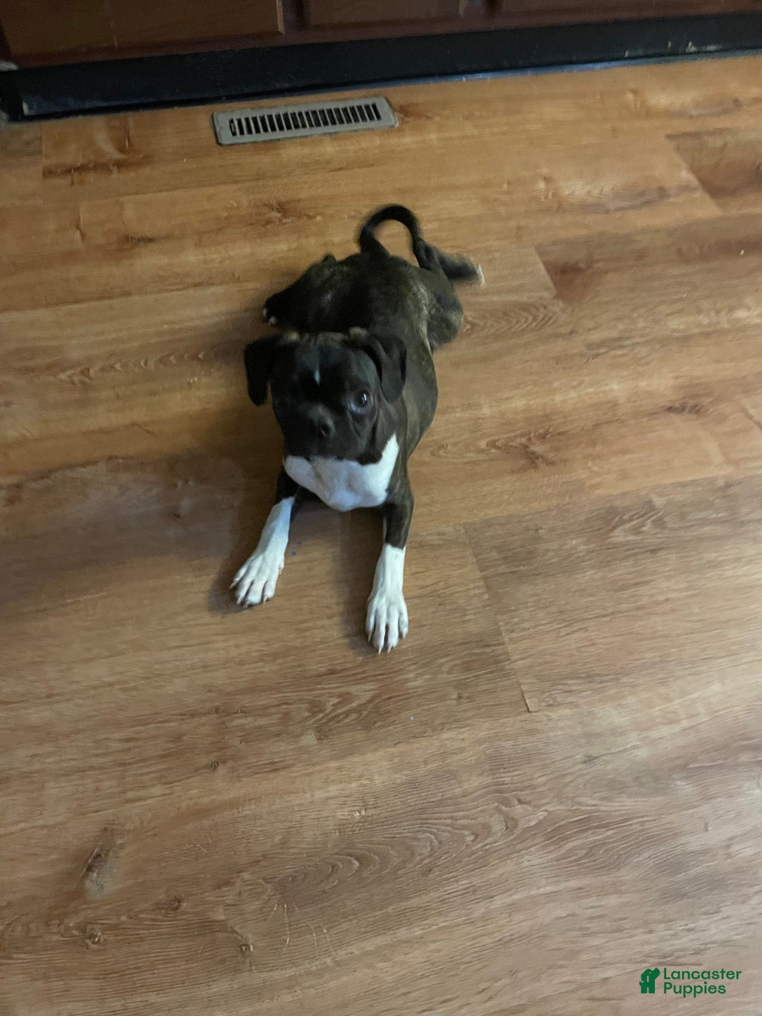 Boston Terrier dogs for sale: Winston - Image 5