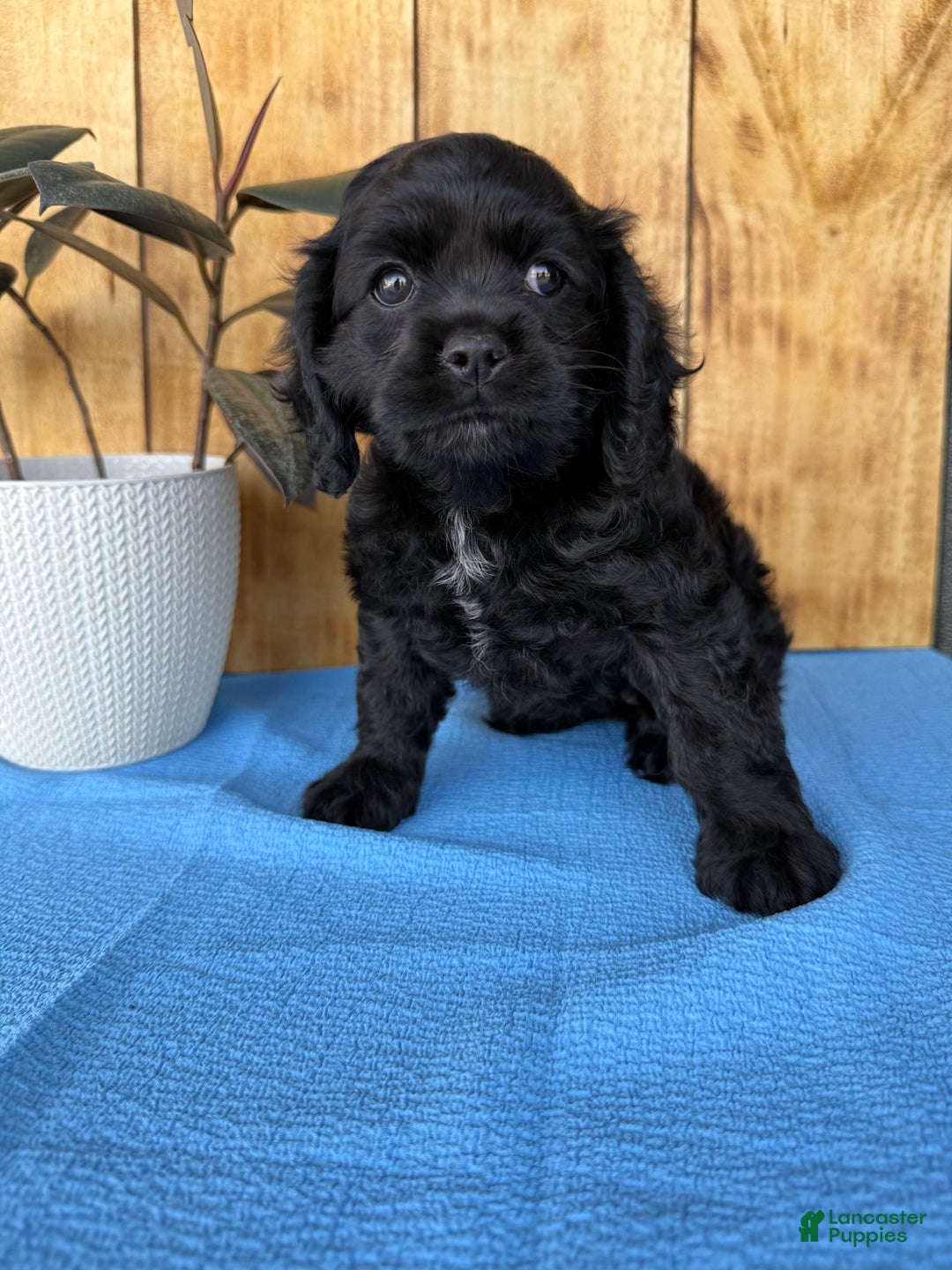 Cocker Spaniel dogs for sale: Tina - Image 7