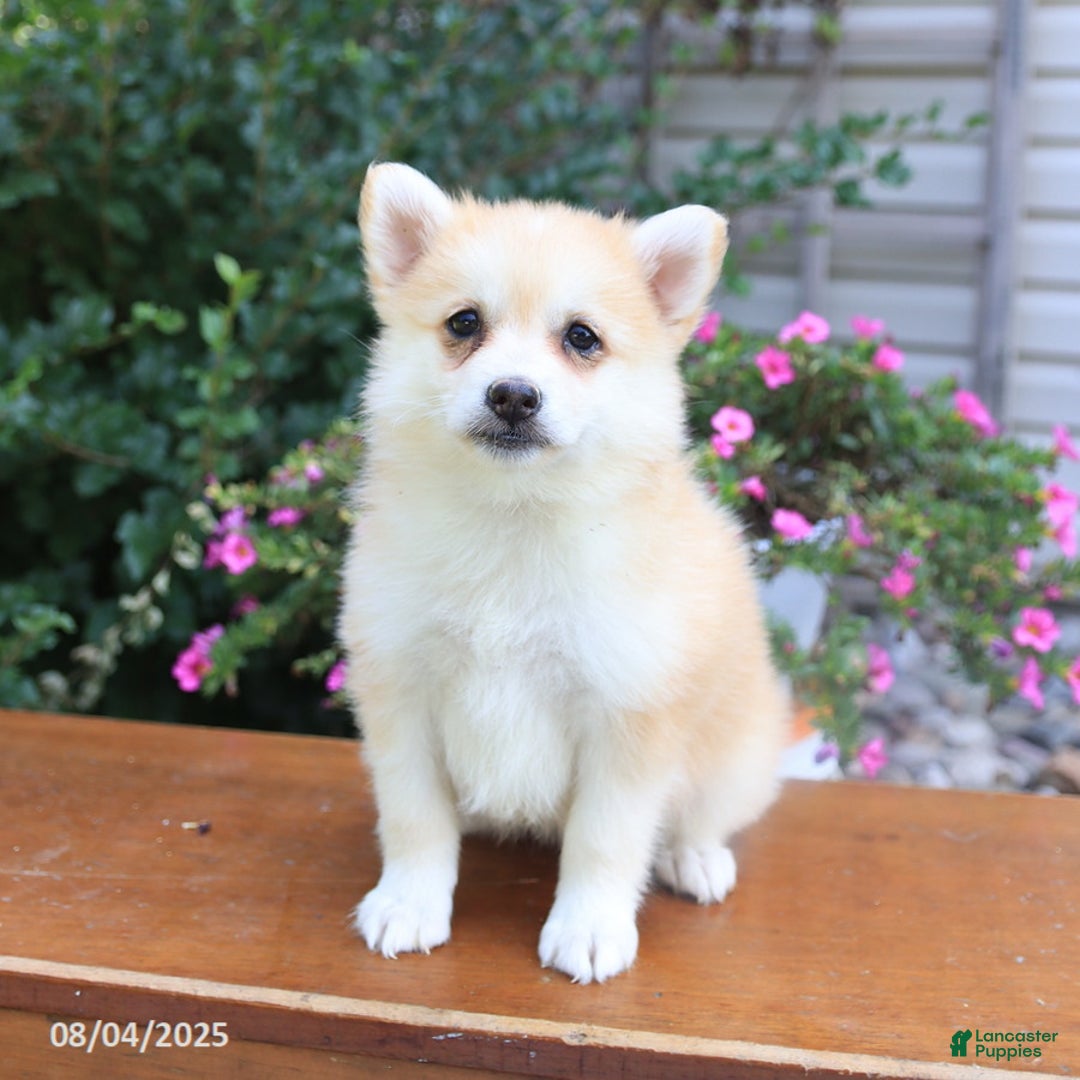 Pomsky dogs for sale: Ava - Image 3