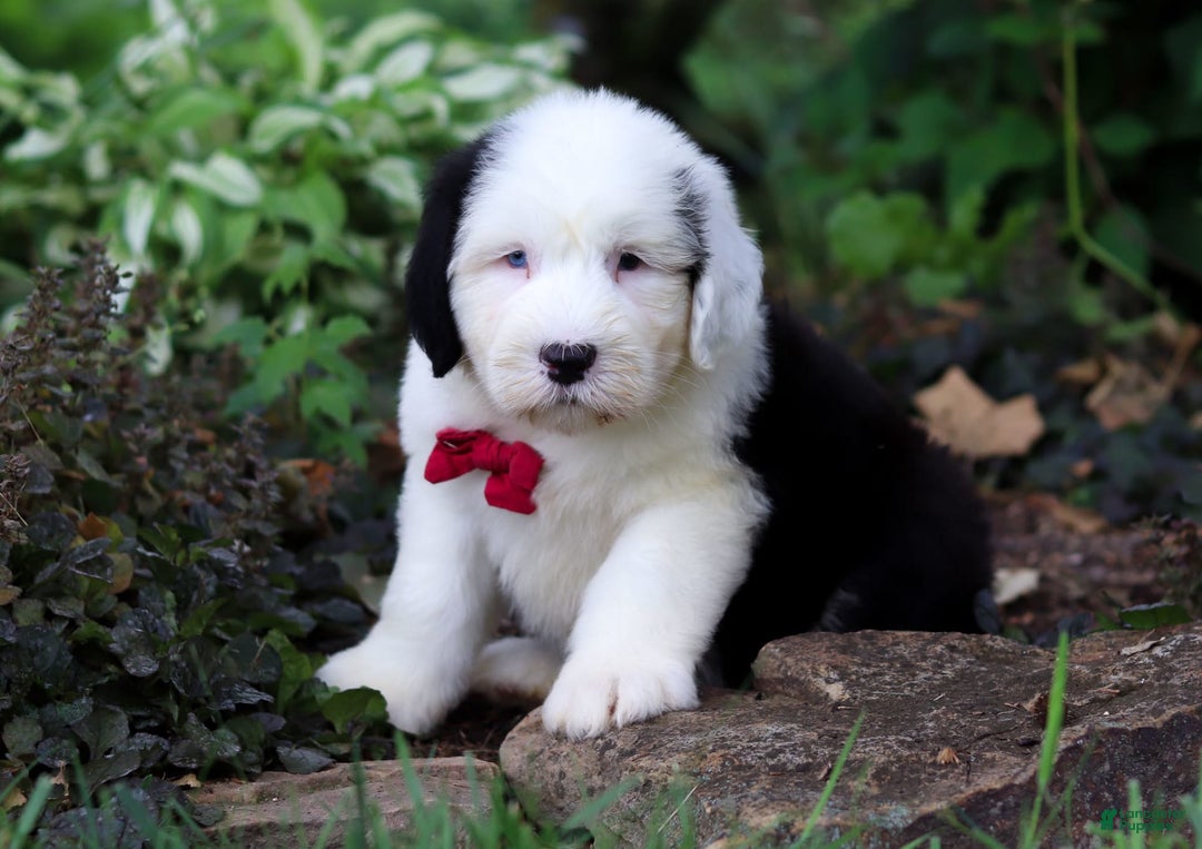 Old English Sheepdog dogs for sale: Dallas - Image 6