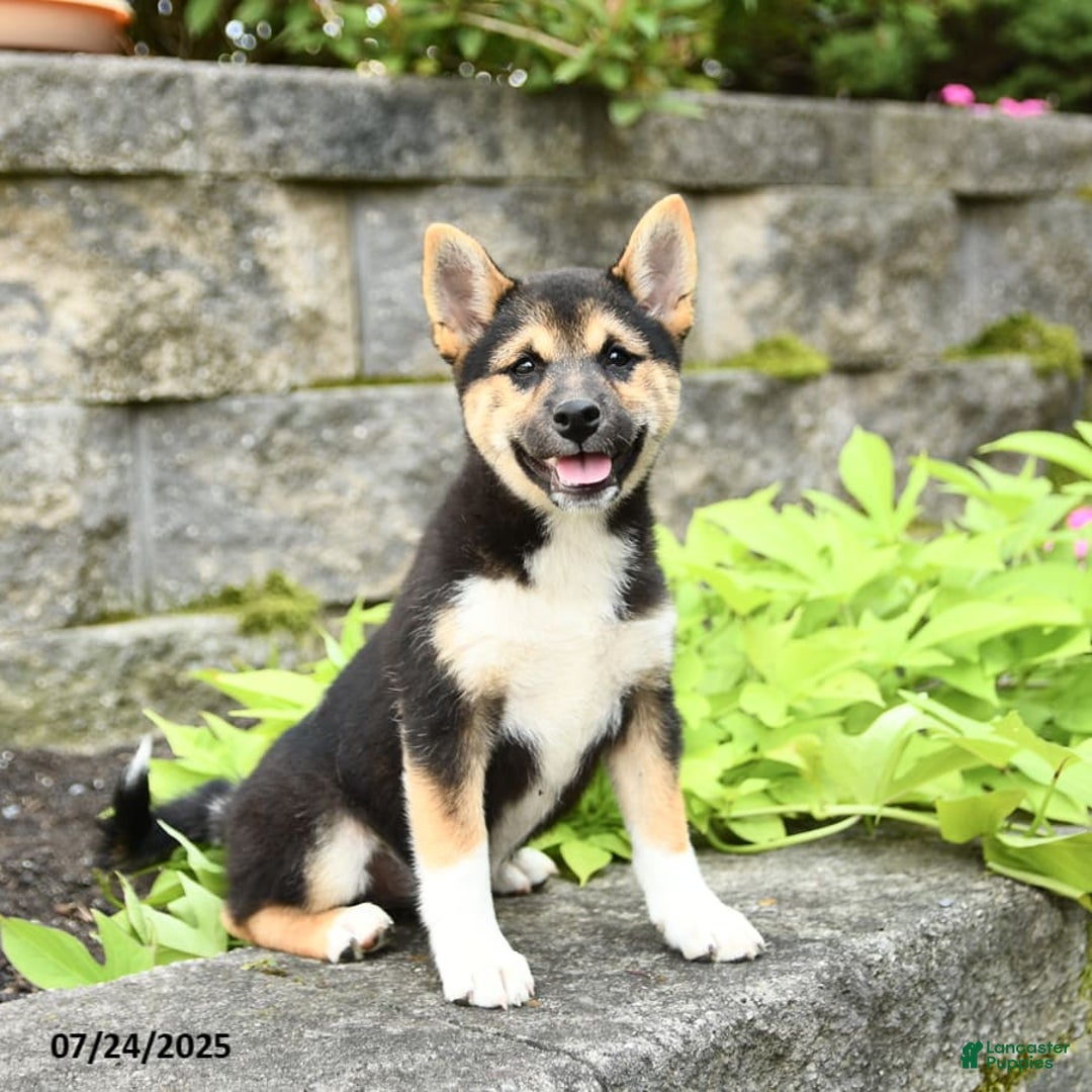 Shiba Inu dogs for sale: Uracutie - Image 4
