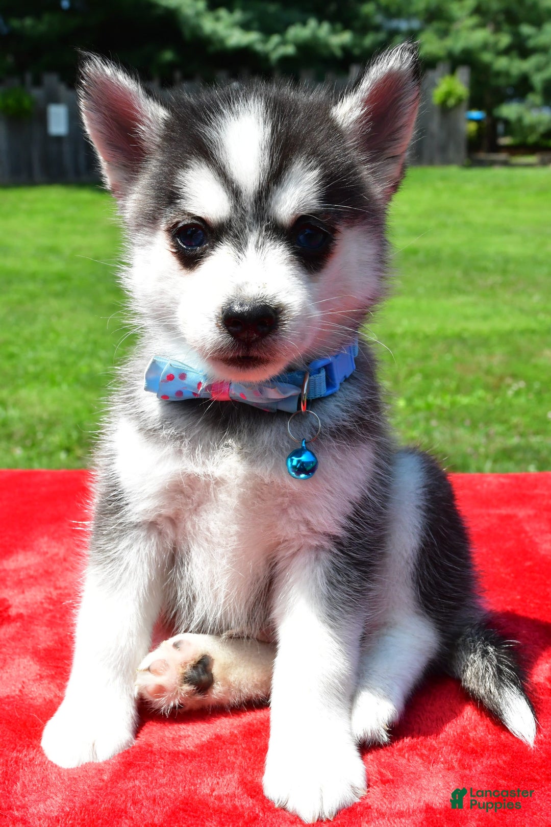 Pomsky dogs for sale: Cole - Image 4