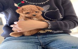 Maltipoo dogs for sale: Malti - Listing for pets: Malti - Image 2