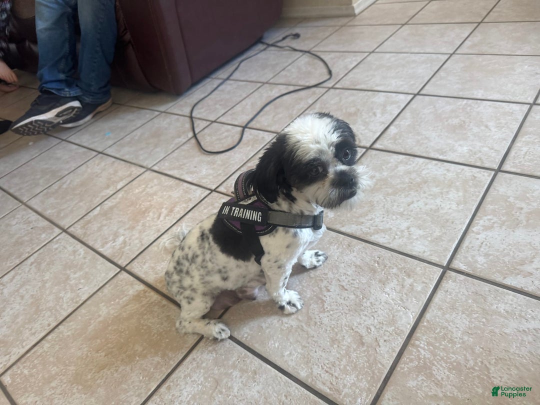 Shih Tzu dogs for sale: Baruch - Image 5