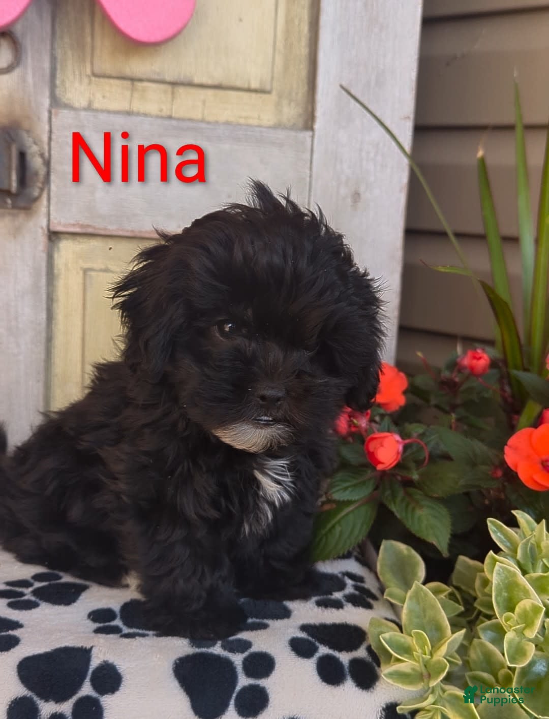 Shih Tzu dogs for sale: Nina - Image 2