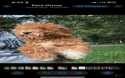 Cavapoo dogs for sale: Cooper - Image 16