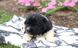 Newfoundland dogs for sale: Pearl - Image 1