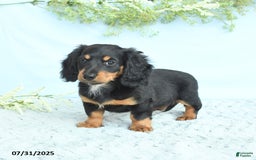 Miniature Dachshund dogs for sale: Krystal - Image 4