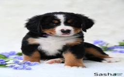 Bernese Mountain Dog dogs for sale: Sasha - Image 5