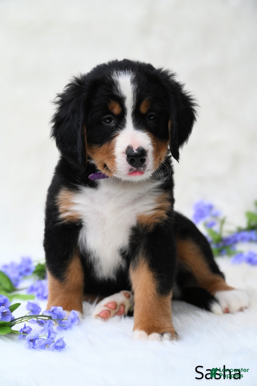 Bernese Mountain Dog dogs for sale: Sasha - Image 5