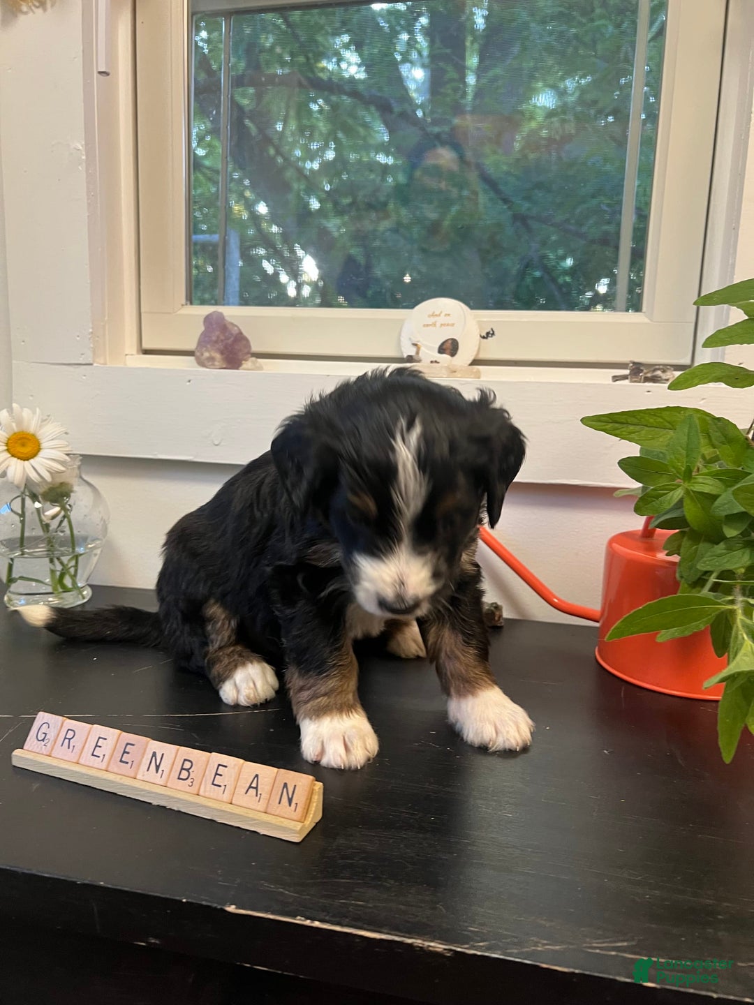 Bernedoodle dogs for sale: Greenbean - Image 1