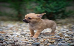 Pomchi dogs for sale: Bear - Image 2