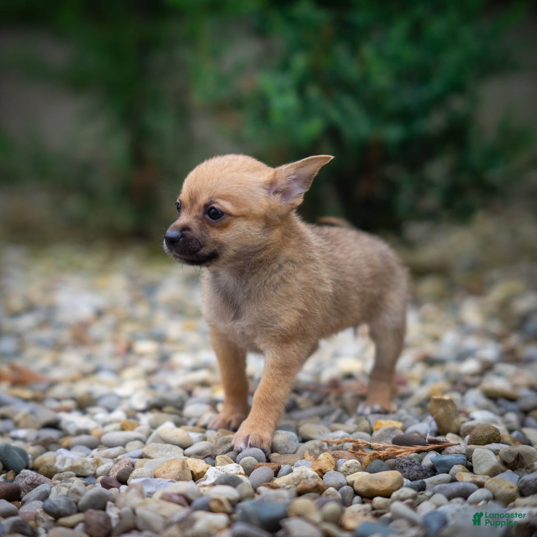 Pomchi dogs for sale: Bear - Image 2