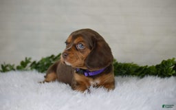 Beaglier dogs for sale: Wren - Image 6