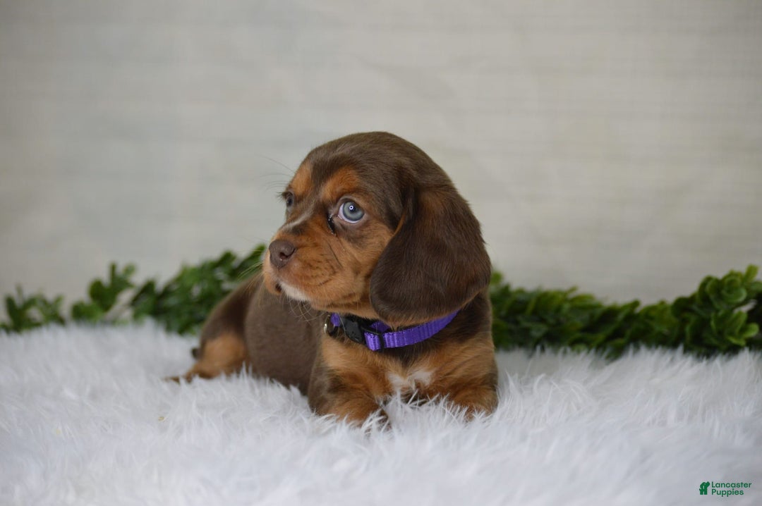 Beaglier dogs for sale: Wren - Image 6