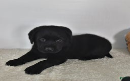 Labrador Retriever dogs for sale: Chloe - Image 4