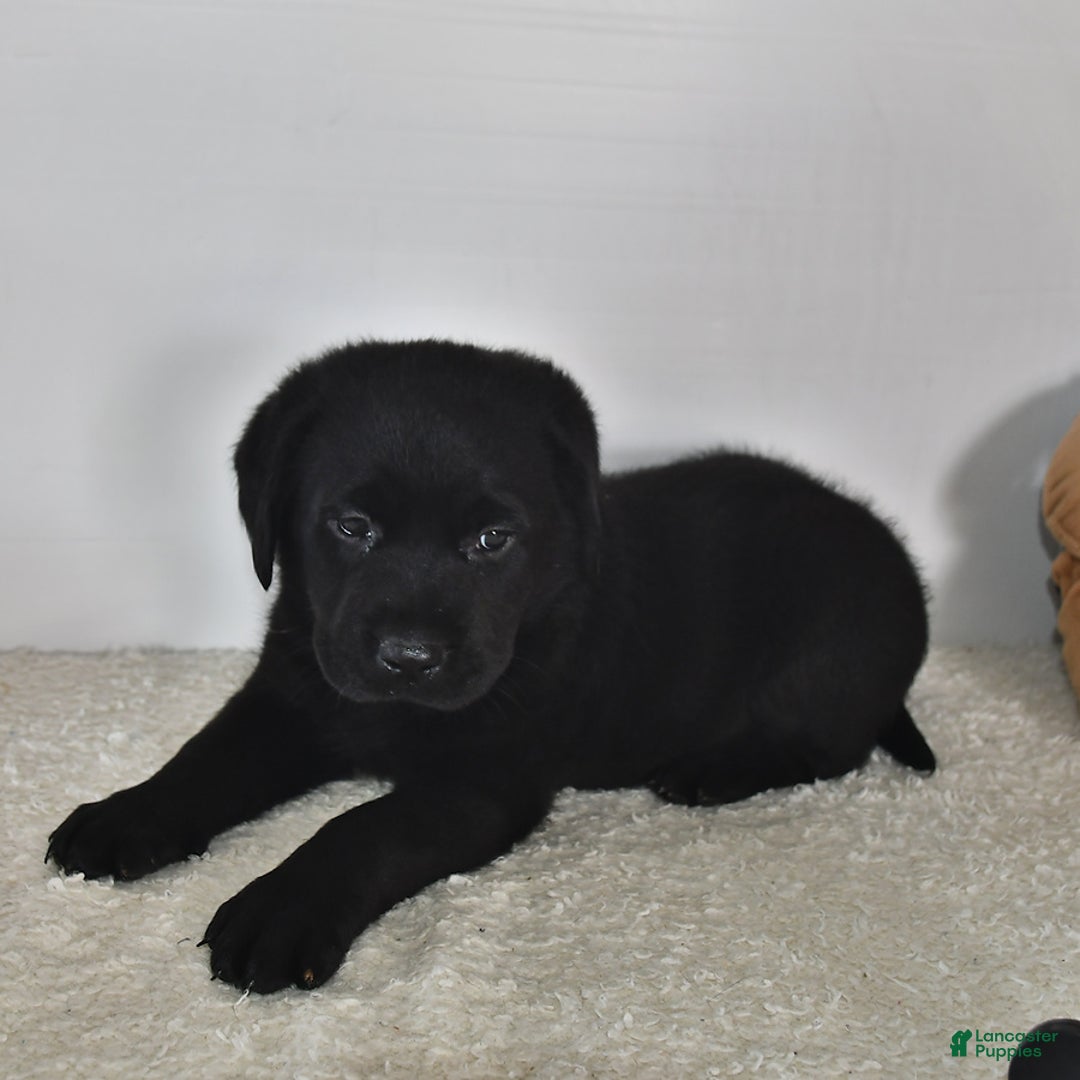 Labrador Retriever dogs for sale: Chloe - Image 4
