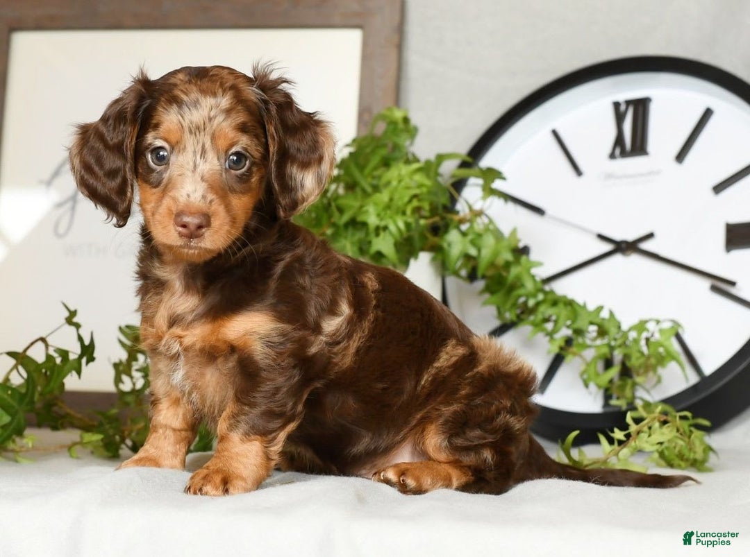 Miniature Dachshund dogs for sale: Anton - Image 8