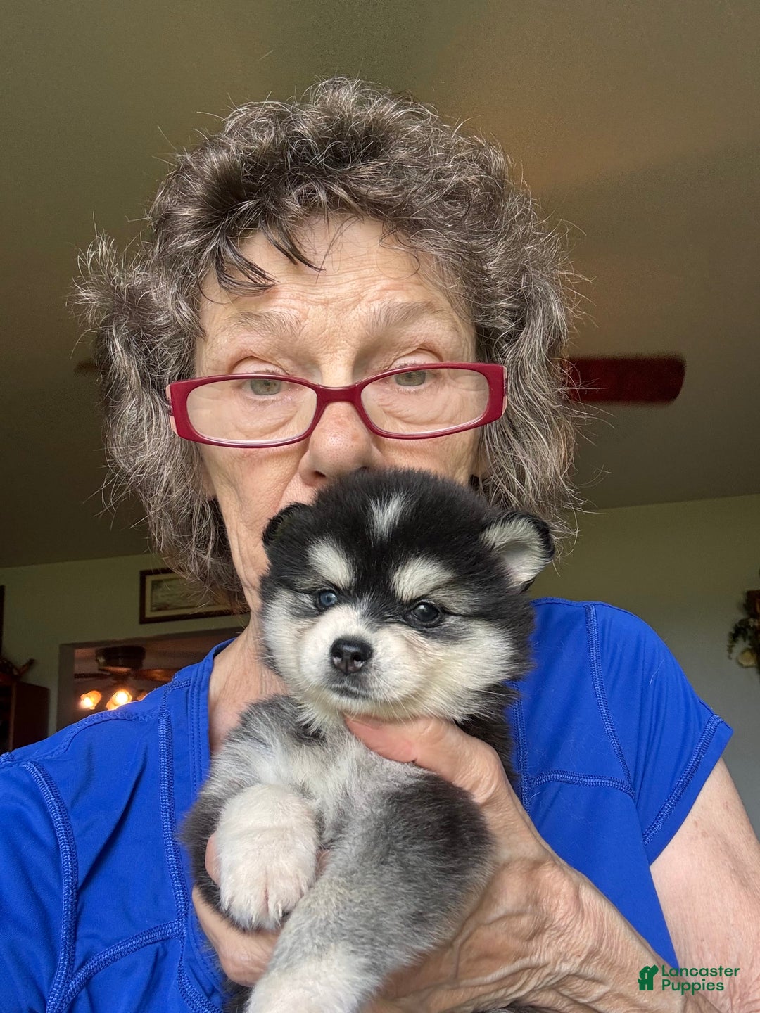 Alaskan Klee Kai dogs for sale: Kimmy - Image 5