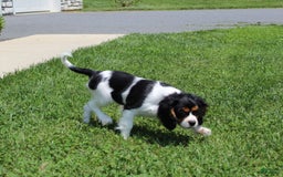 Cavalier King Charles Spaniel dogs for sale: Toby - Image 20