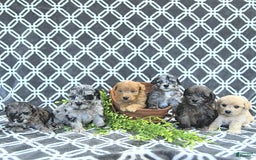 Mini Goldendoodle dogs for sale: Kai - Image 1
