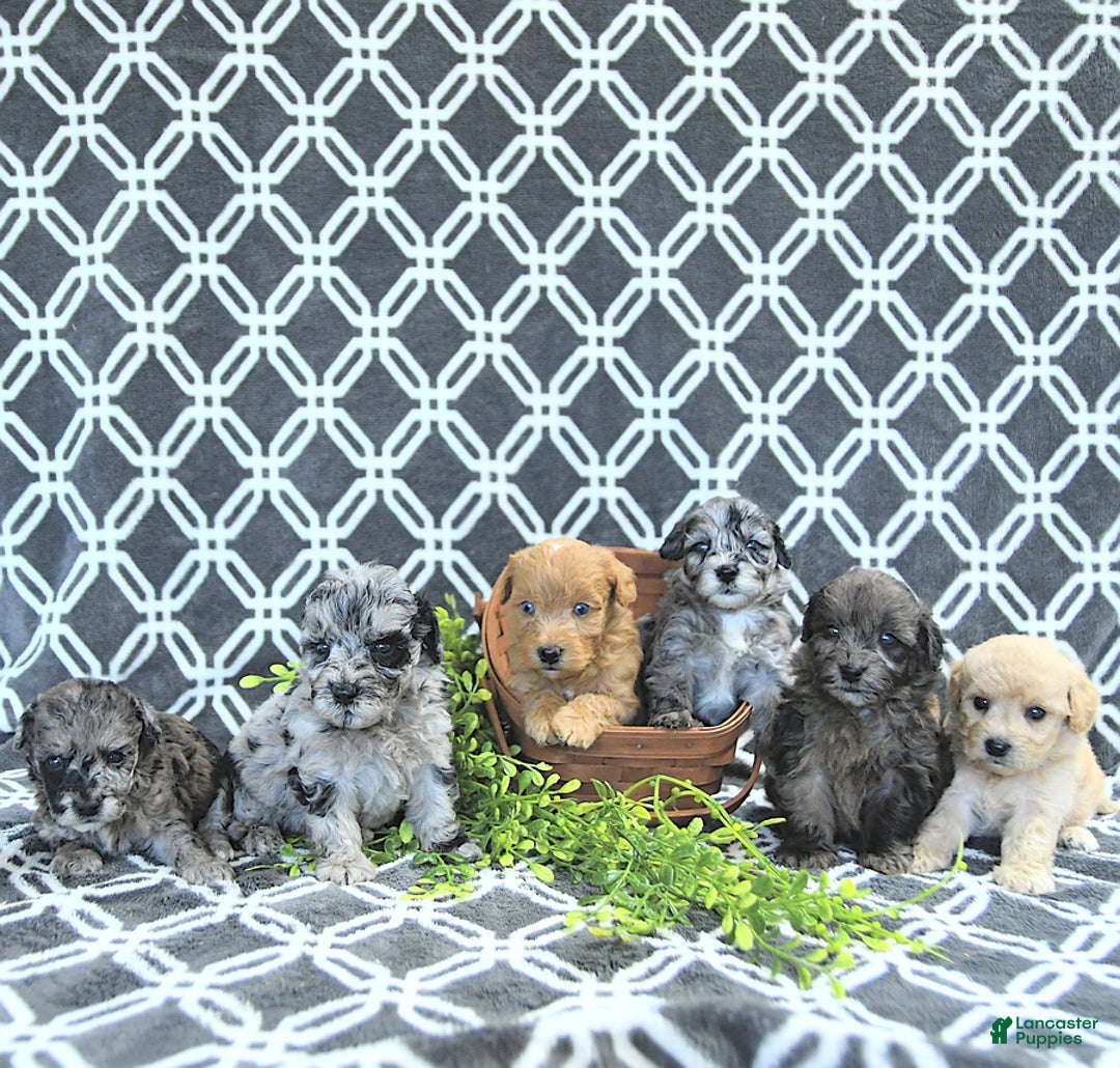 Mini Goldendoodle dogs for sale: Kai - Image 1