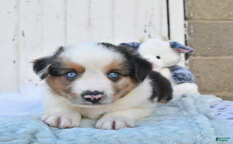 Miniature Australian Shepherd dogs for sale - Ad 2
