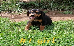 Redbone Coonhound dogs for sale: Lady - Image 1