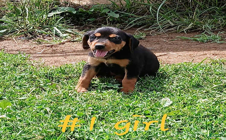 Redbone Coonhound dogs for sale - Ad 3