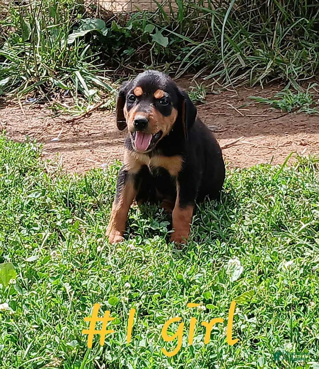 Redbone Coonhound dogs for sale: Lady - Image 1